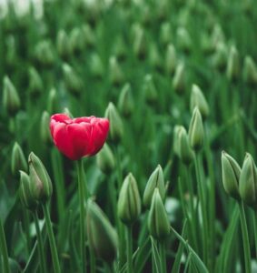 Unieke mogelijkheden 1 bloem bloeit
